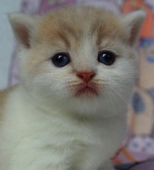Britisch Kurzhaar Katzenbaby